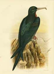 Frégate, 1891